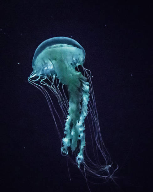 istock Magical Underwater Pictures 1444942163