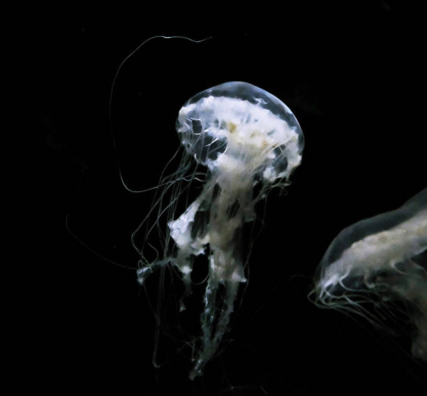 istock Magical Underwater Pictures 1444942177