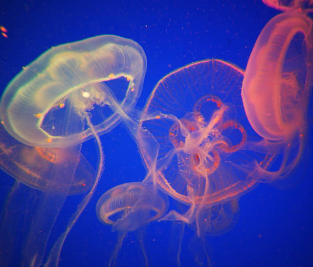 istock Magical Underwater Pictures 1444942261