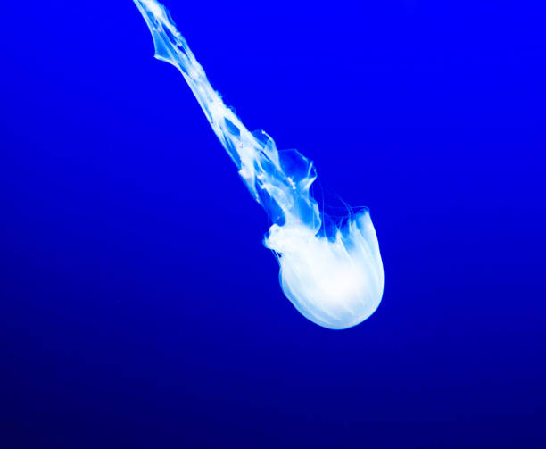 istock Magical Underwater Pictures 1444942279