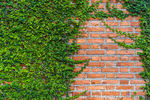 High resolution photograph of a modern brick wall covered with ivy / wild vine .
