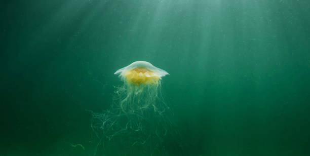 istock Magical Underwater Pictures 1444942481