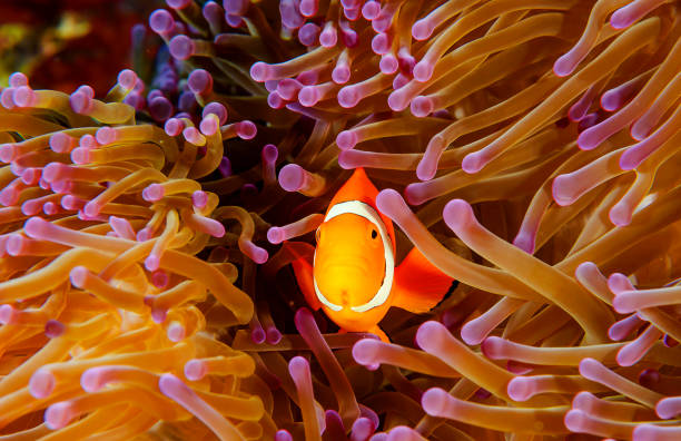 istock Magical Underwater Pictures 1444942996