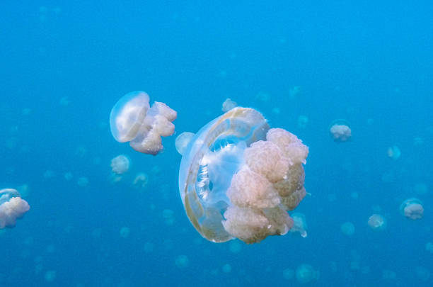 istock Magical Underwater Pictures 1444943051