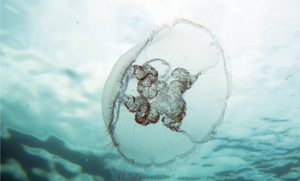 istock Magical Underwater Pictures 1444943067