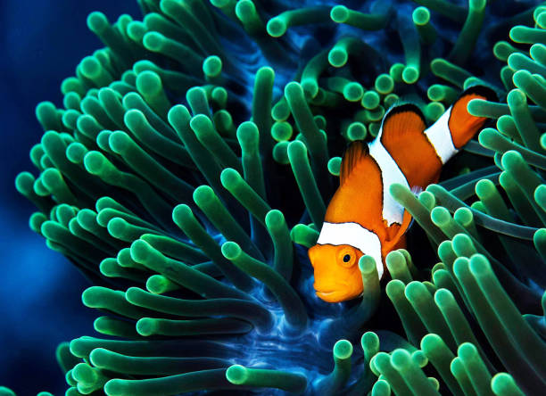 istock Magical Underwater Pictures 1444943108