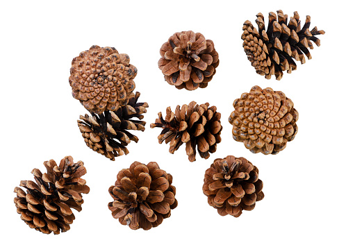 A set of pine cones are flying on a white background. Isolated