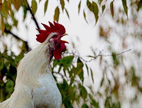 Rooster stand of fence and crows