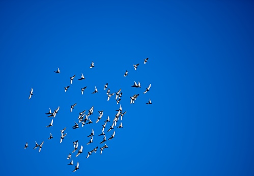 Flock of pet pigeons fly over Beijing .
