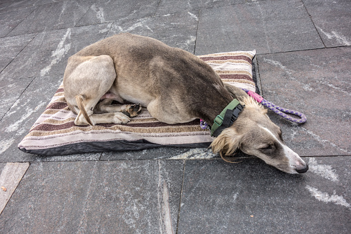Skinny dog abandoned on the street lies on a mat. Lonely homeless hungry stray dog with grief face. The concept of helping homeless animals, volunteering, shelters for dogs and cats.