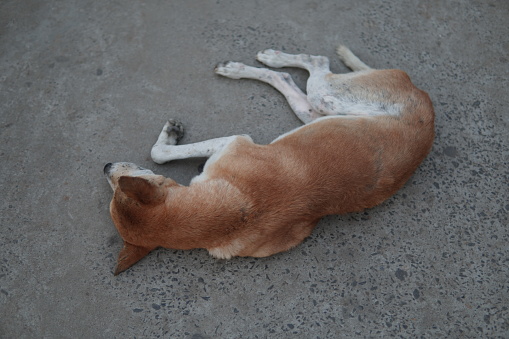 A stray dog sleeping on the road. Careless dog sleeping on the footpath.