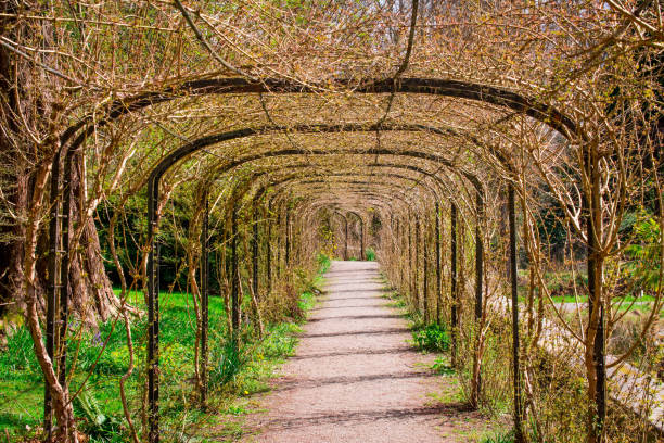 istock Arch of tree in the garden close up 1444948689