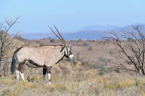 Gemsbok or oryx (Oryx gazella), standing in landscape, Mountain Zebra National Park, South Africa,