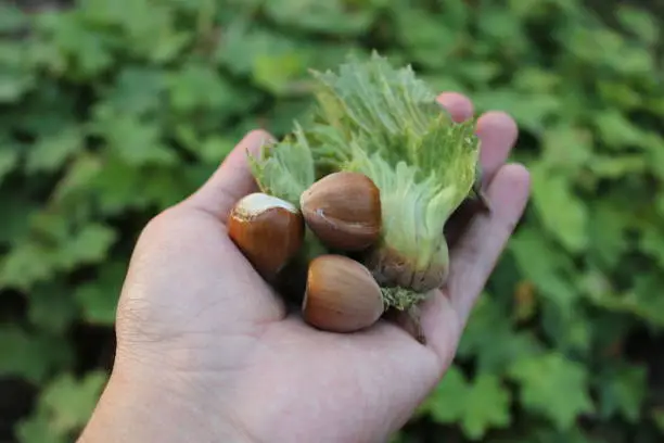 Photo of green and fresh hazelnuts .hazelnuts in the hazelnut orchard.