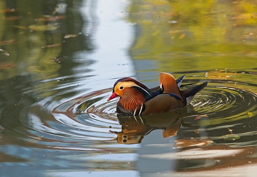 The mandarin duck (Aix galericulata) is a perching duck species native to the East Palearctic. It is medium-sized, at 41–49 cm (16–19 in) long with a 65–75 cm (26–30 in) wingspan. It is closely related to the North American wood duck, the only other member of the genus Aix. 'Aix' is an Ancient Greek word which was used by Aristotle to refer to an unknown diving bird, and 'galericulata' is the Latin for a wig, derived from galerum, a cap or bonnet. Outside of its native range, the mandarin duck has a large introduced population in the British Isles and Western Europe, with additional smaller introductions in North America