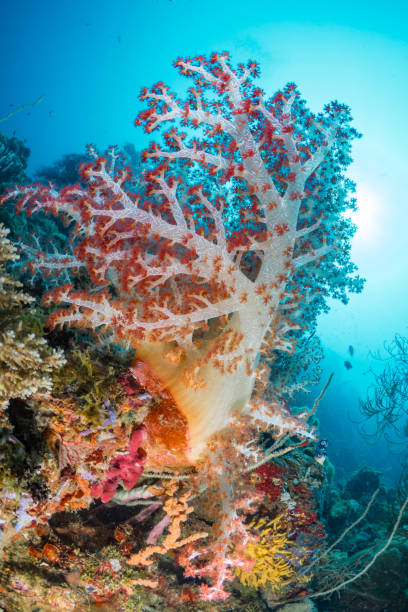 istock Beautiful healthy colorful soft corals on pristine coral reef 1444950601