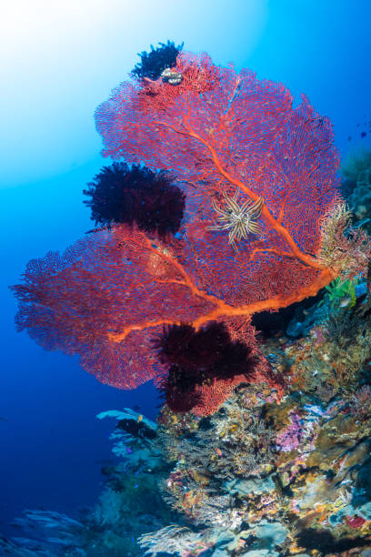 istock Beautiful healthy colorful soft corals on pristine coral reef 1444951053