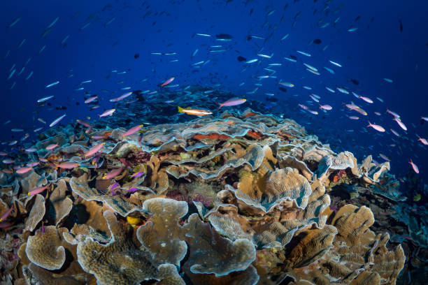istock eautiful hard coral reef bursting with colours and biodiversity 1444951356