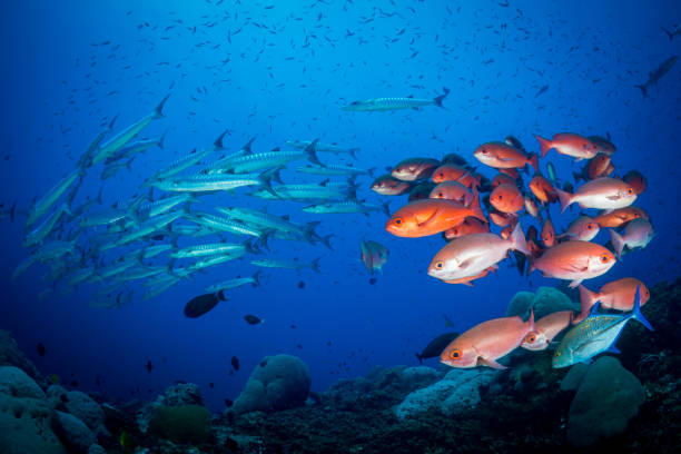 istock Red Snapper and Barracuda schooling above coral reef 1444951362