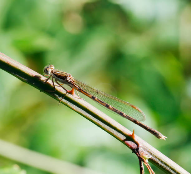 A common but easily overlooked damselfly, dainty and drab. Males and tandems may suddenly appear on the first sunny days of spring, perching and ovipositing on the reeds and rushes of the previous summer.\nImagos 34-39mm. The body is pale brown with glossy dark markings on the upper side of the head, thorax and abdomen.\nHabitat: All kinds of well-vegetated standing waters, especially where there are floating dead or rushes.\nFlight Season: Adults may be seen throughout the year, but are most reproductively active in April and May, while late summer activity peaks in August and September.\nDistribution: Common in a large part of Europe, but absence or scarce in England and Scandinavia.\n\nThis is nowadays a common Species in the Netherlands. The Adults are overwintering.