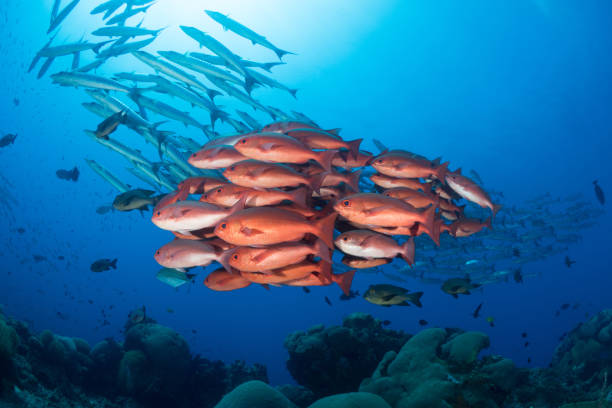 istock Red Snapper and Barracuda schooling above coral reef 1444951670