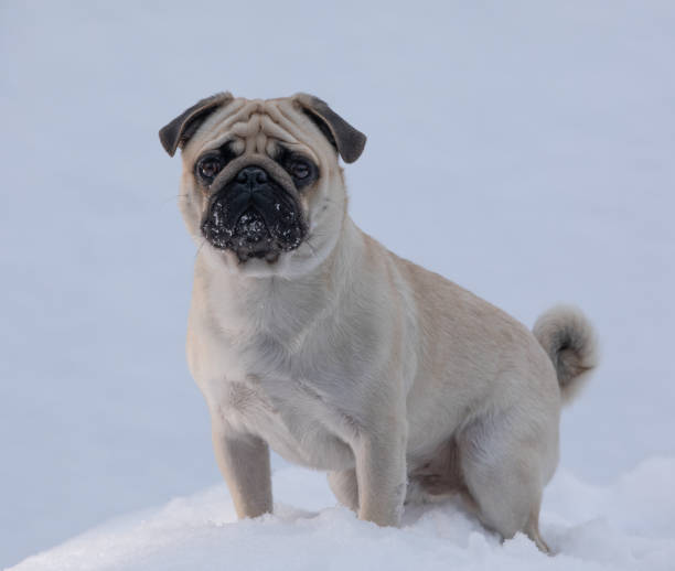 istock pug dog portrait in winter 1444951742
