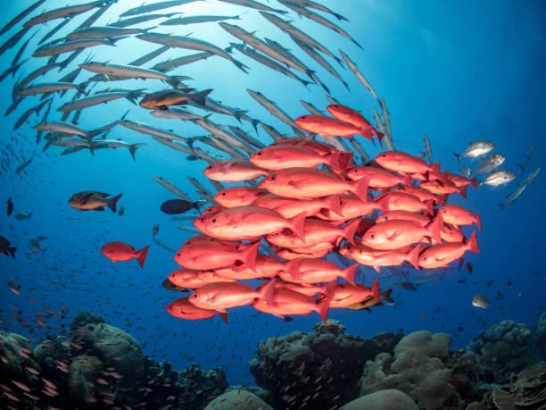 istock Red Snapper and Barracuda schooling above coral reef 1444951783