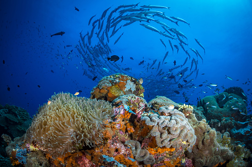 Rich biodiversity of two prominent schools of fish, red snapper and barracuda schooling above healthy coral reef