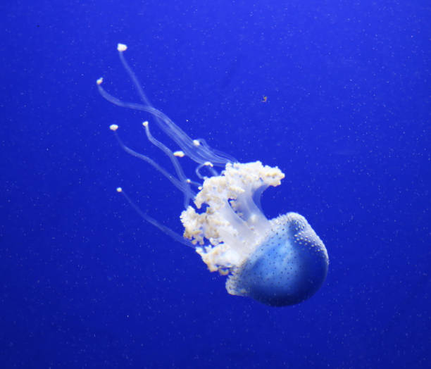 istock Beautiful Underwater Pictures 1444952580