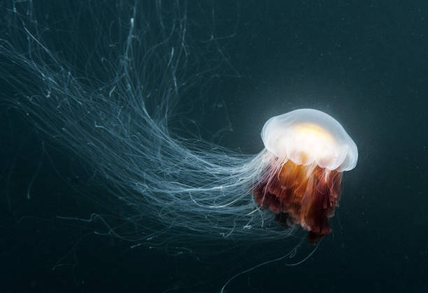 istock Beautiful Underwater Pictures 1444952583