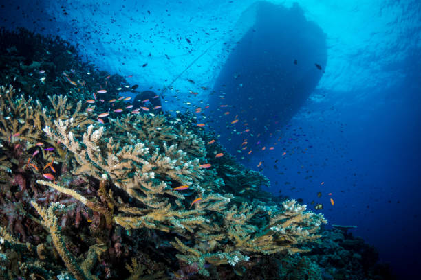 istock eautiful hard coral reef bursting with colours and biodiversity 1444952628