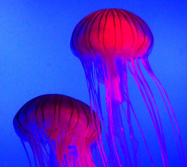 istock Beautiful Underwater Pictures 1444952648