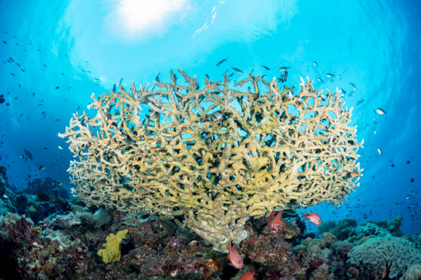 istock eautiful hard coral reef bursting with colours and biodiversity 1444952652