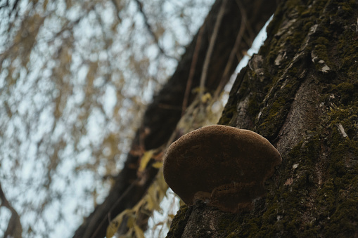 Cream colored mushroom growing on a tree trunk or bark Close up