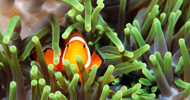 istock Beautiful Underwater Pictures 1444952809