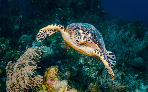 istock Beautiful Underwater Pictures 1444952829