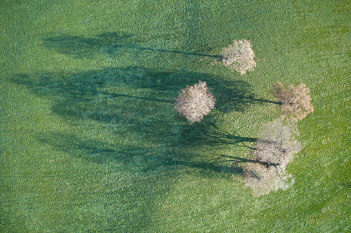 Peaceful aerial view of autumn trees in parkland UK