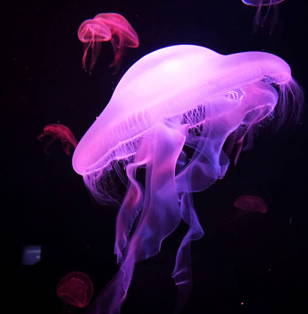 istock Beautiful Underwater Pictures 1444952844