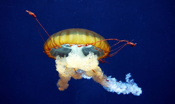istock Beautiful Underwater Pictures 1444952895