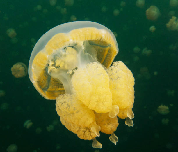 istock Beautiful Underwater Pictures 1444952917