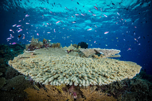 istock eautiful hard coral reef bursting with colours and biodiversity 1444952942