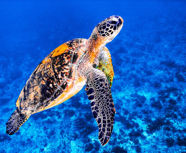 istock Beautiful Underwater Pictures 1444952994