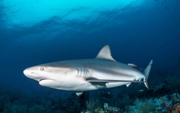 istock Beautiful Underwater Pictures 1444953051