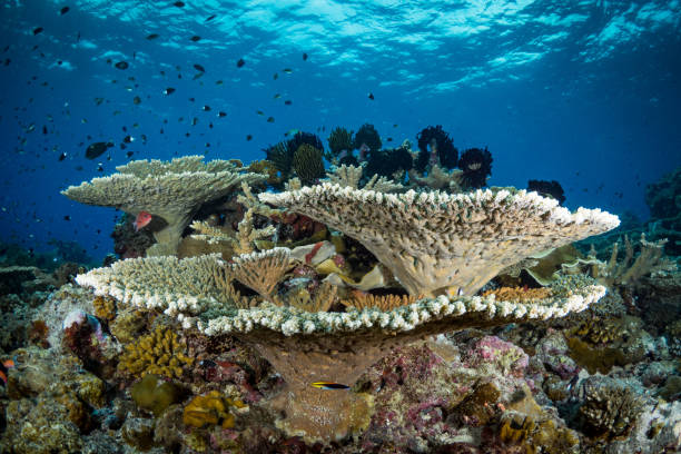 istock eautiful hard coral reef bursting with colours and biodiversity 1444953053