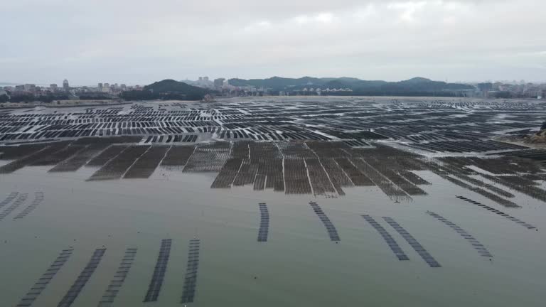 Aerial view of seaweed culture area