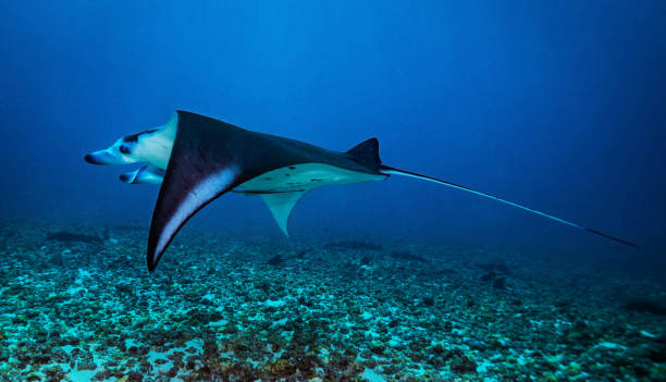 istock Beautiful Underwater Pictures 1444953141