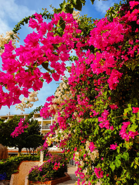 istock Pink flowers in front of building 1444953175