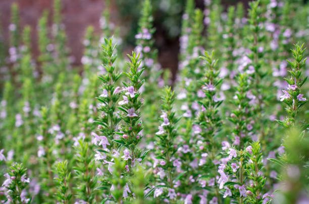 유기농 허브. 백리향 식물 클로즈업. 향기로운 허브. 조미료, 요리 재료 - rosemary herb freshness twig 뉴스 사진 이미지