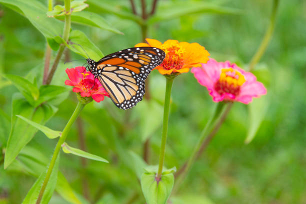Butterfly-pink flower-Howard County Indiana