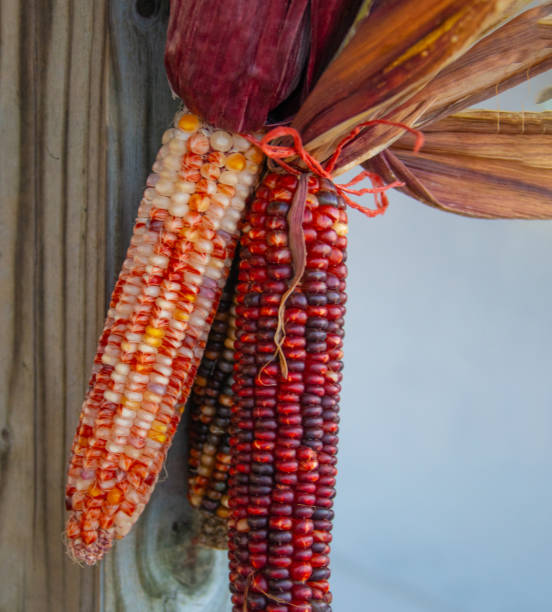 istock Colorful Indiana Corn-Howard County, Indiana 1444954532